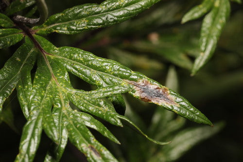 Mosca di assenzio — foto 4 di 9