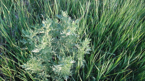 erba di assenzio — Bild 5