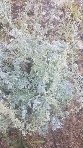 erba di assenzio — Bild 3
