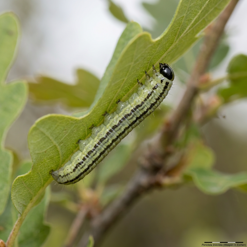 Vespe nelle querce