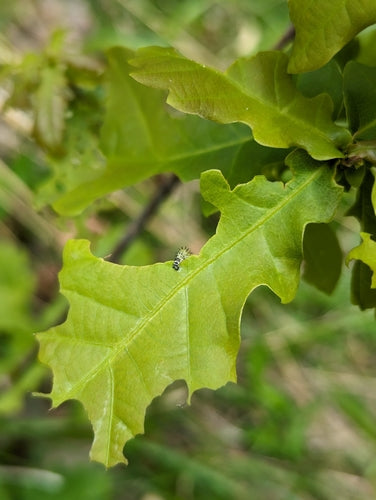 Vespe nelle querce — Bild 4