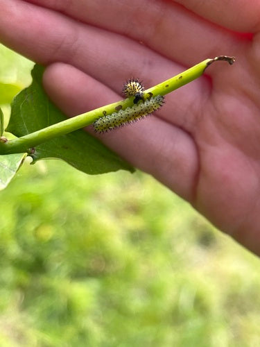 Vespe nelle querce — Bild 3