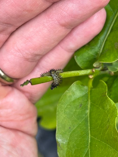 Vespe nelle querce — Bild 2
