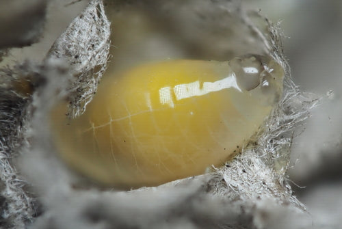 Naturaufnahme - Bild 2