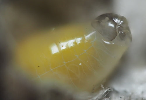 Naturaufnahme - Bild 3