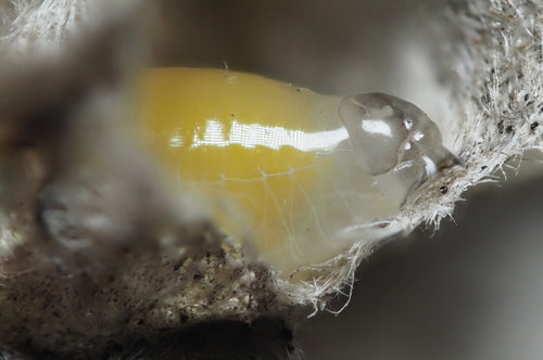 Naturaufnahme - Bild 5