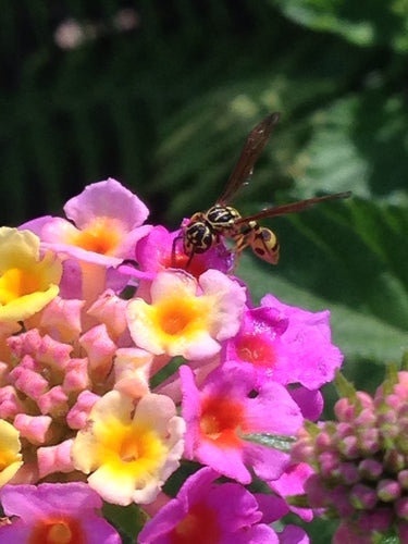 Naturaufnahme - Bild 8