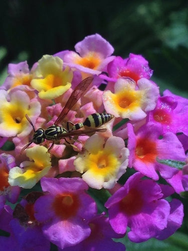 Naturaufnahme - Bild 6