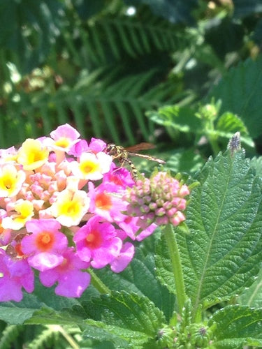 Naturaufnahme - Bild 7