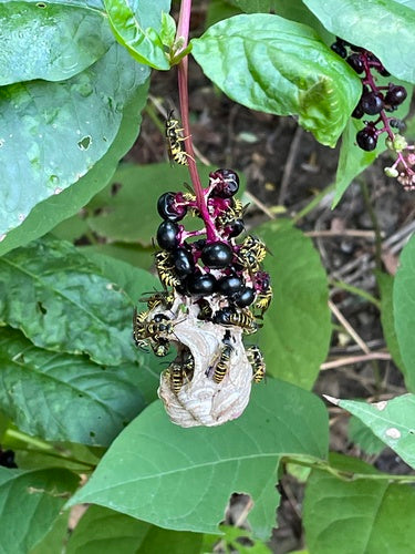 Naturaufnahme - Bild 1