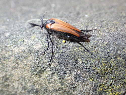 Scarabeo ventaglio vespa — Bild 3