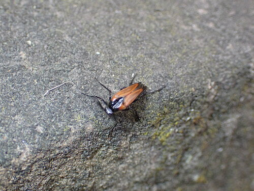 Scarabeo ventaglio vespa — Bild 2
