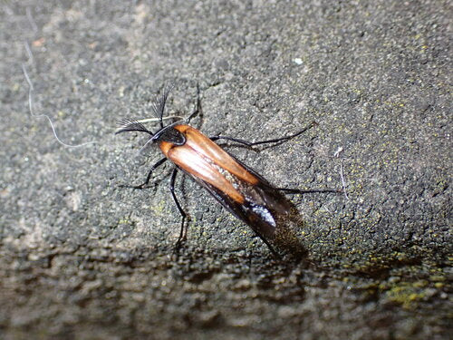 Scarabeo ventaglio vespa — Bild 1