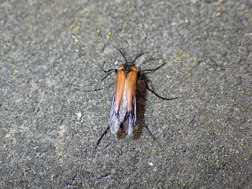 Scarabeo ventaglio vespa — Bild 4