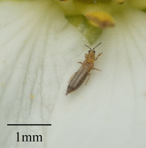 Tripidi dei fiori occidentali — Bild 3