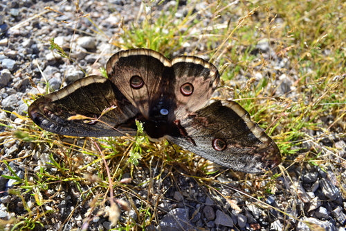 Farfalla pavone di Vienna — Bild 4