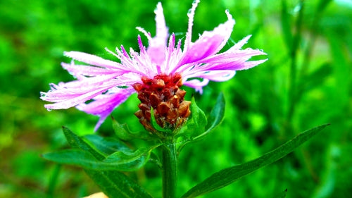 Fiordaliso del prato — Bild 4