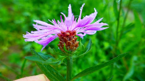 Fiordaliso del prato — Bild 3