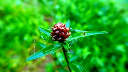 Fiordaliso del prato — Bild 2