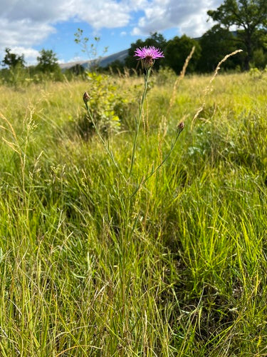 Fiordaliso del prato — Bild 5