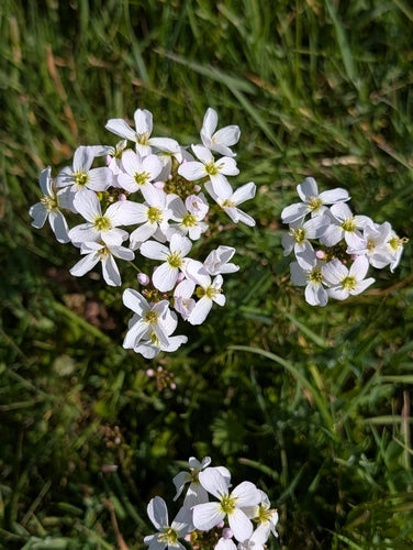 Schiuma di prato — Bild 5