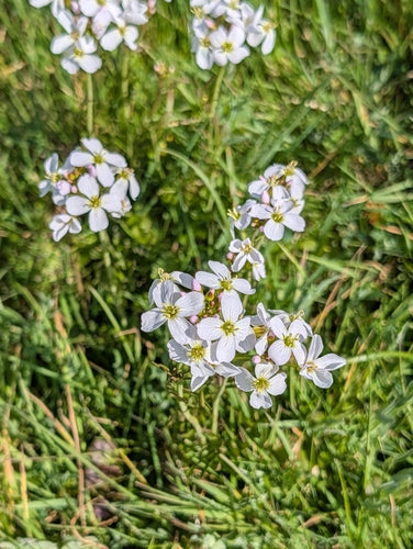 Schiuma di prato — Bild 4