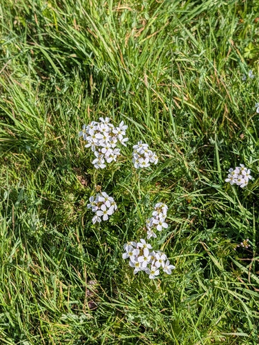 Schiuma di prato — Bild 3