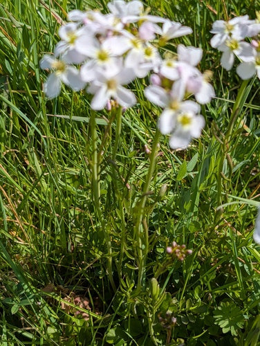 Schiuma di prato — Bild 2