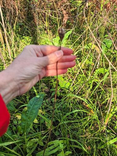 Iride del prato — foto 4 di 8