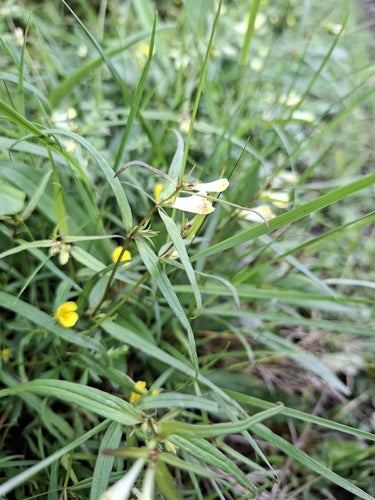 Grano di quaglia di prato — foto 5 di 10