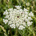 Blüte von Wilde Möhre (Daucus carota) in Nahaufnahme (KI-generiert)