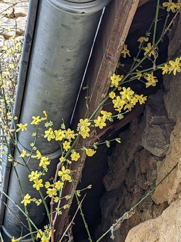 Gelsomino invernale — Bild 3