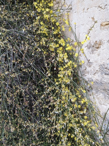 Gelsomino invernale — Bild 1
