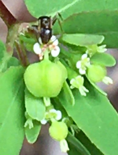 Formica domestica profumata — Bild 5