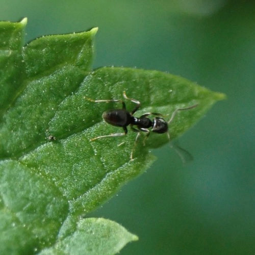 Formica domestica profumata — Bild 3