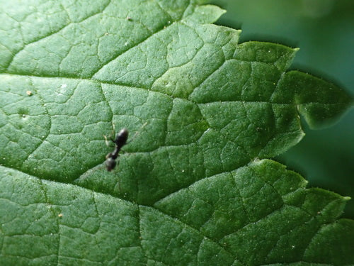 Formica domestica profumata — Bild 2