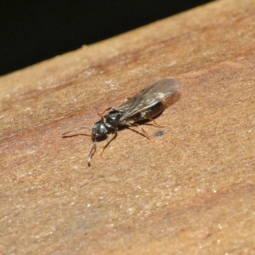 Formica domestica profumata — Bild 4
