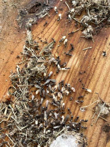 Formica domestica profumata — Bild 1