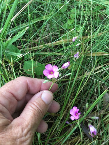 Acetosa profumata — Bild 3