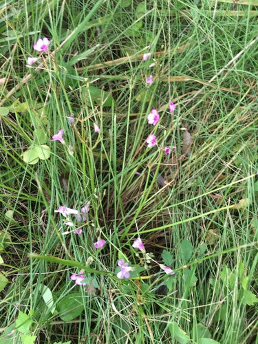 Acetosa profumata — Bild 2