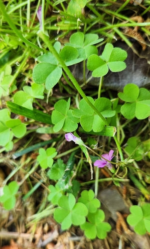 Acetosa profumata — foto 3 di 9