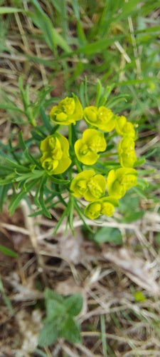 Euforbia (generale) — Bild 2