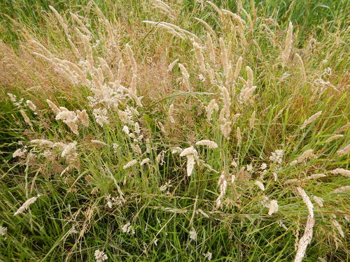 Erba lanosa di miele — Bild 4