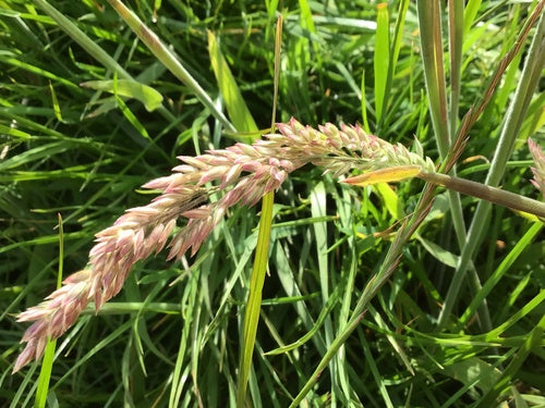 Erba lanosa di miele — Bild 2