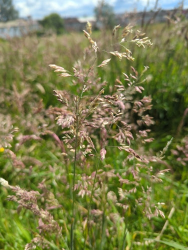Erba lanosa di miele — foto 4 di 10