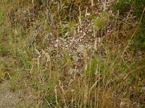 Erba lanosa di miele — Bild 3