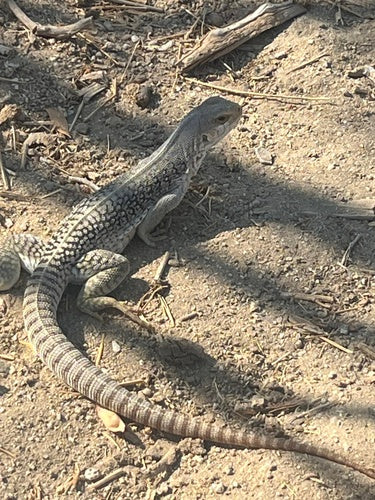 iguana del deserto — Bild 2