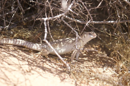 iguana del deserto — Bild 3