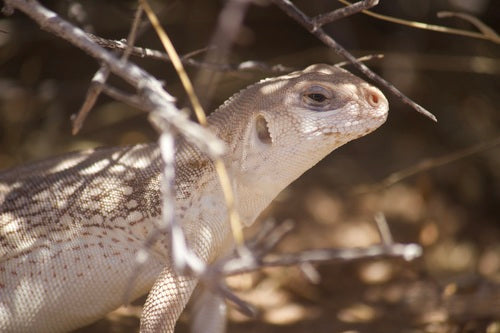 iguana del deserto — Bild 4