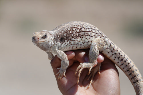 iguana del deserto — Bild 5